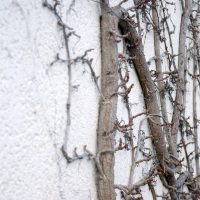 aggravation des charges ravalement vigne vierge